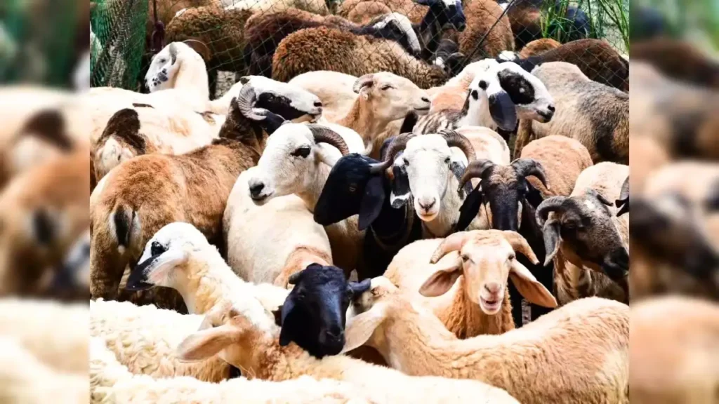 Apply Now Subsidy for Goat Units in Shivamogga