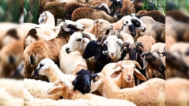 Apply Now Subsidy for Goat Units in Shivamogga