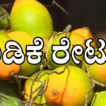 Shivamogga APMC Arecanut Rates Today ಮಾರುಕಟ್ಟೆ ಇಂದಿನ ಅಡಿಕೆ ಧಾರಣೆ : ಶಿವಮೊಗ್ಗ, ದಾವಣಗೆರೆ, ಸೇರಿ ವಿವಿಧೆಡೆಯ ಅಡಿಕೆ ರೇಟ್ ಮಾಹಿತಿ market rates for different varieties arecanut from Shivamogga, Davangere