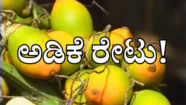 ಮಾರುಕಟ್ಟೆ ಇಂದಿನ ಅಡಿಕೆ ಧಾರಣೆ : ಶಿವಮೊಗ್ಗ, ದಾವಣಗೆರೆ, ಸೇರಿ ವಿವಿಧೆಡೆಯ ಅಡಿಕೆ ರೇಟ್ ಮಾಹಿತಿ market rates for different varieties arecanut from Shivamogga, Davangere