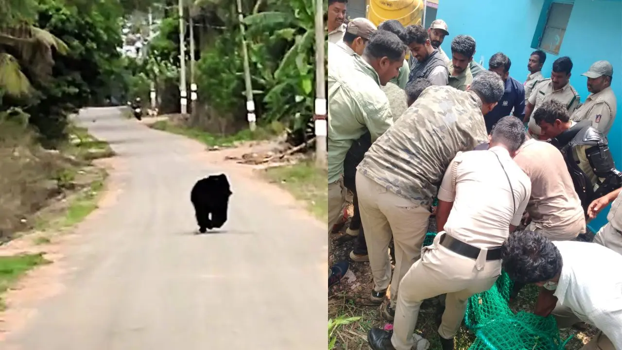 ಶಿವಮೊಗ್ಗ ವಿಮಾನ ನಿಲ್ದಾಣದೊಳಗೆ ಕರಡಿ ಪ್ರತ್ಯಕ್ಷ, ವಿಡಿಯೋ ನೋಡಿ