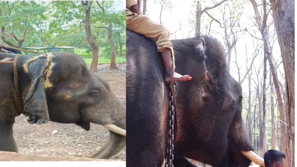 Elephant Camp ಬಾಲಣ್ಣ ಆನೆಯ ಮೊದಲ ಮತ್ತು ಈಗಿನ ಪೋಟೋ
