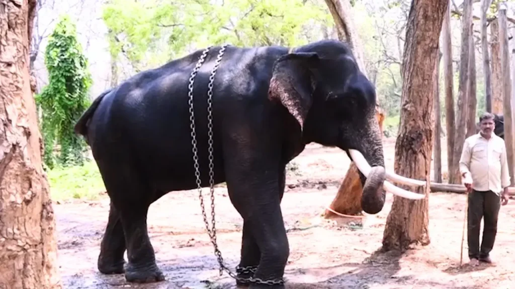 Elephant Camp ಸಾಗರ್​ ಆನೆಯ ಪ್ರಸ್ತುತ ಫೋಟೋ