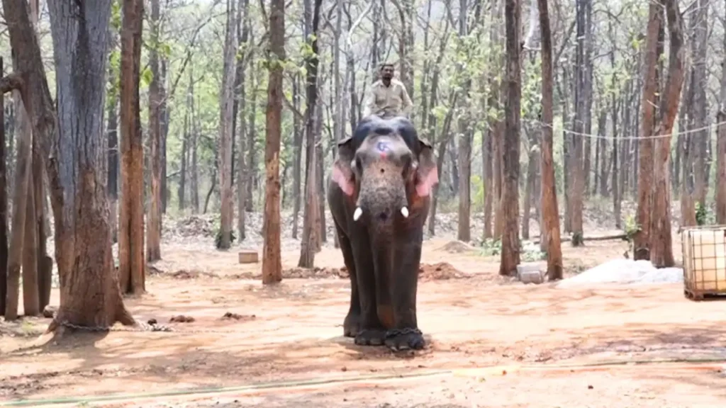 Elephant Camp  ವಿಕ್ರಾಂತ್​​ ಆನೆಯ ಪ್ರಸ್ತುತ ಪೋಟೋ