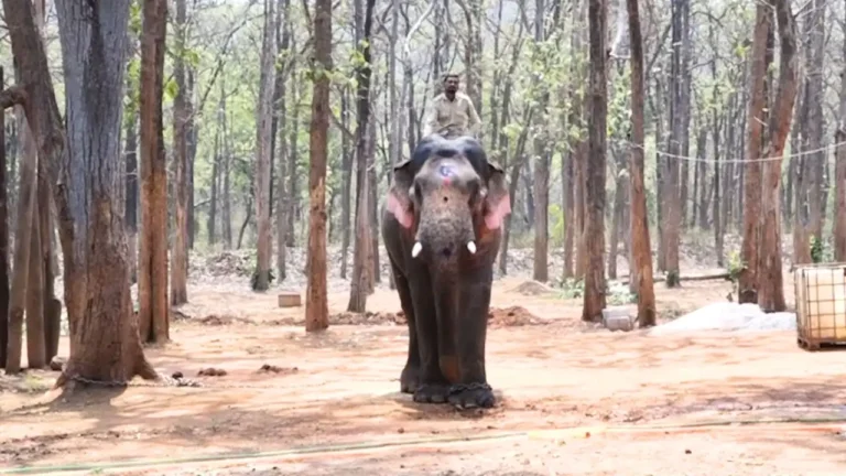 Elephant Camp ವಿಕ್ರಾಂತ್​​ ಆನೆಯ ಪ್ರಸ್ತುತ ಪೋಟೋ
