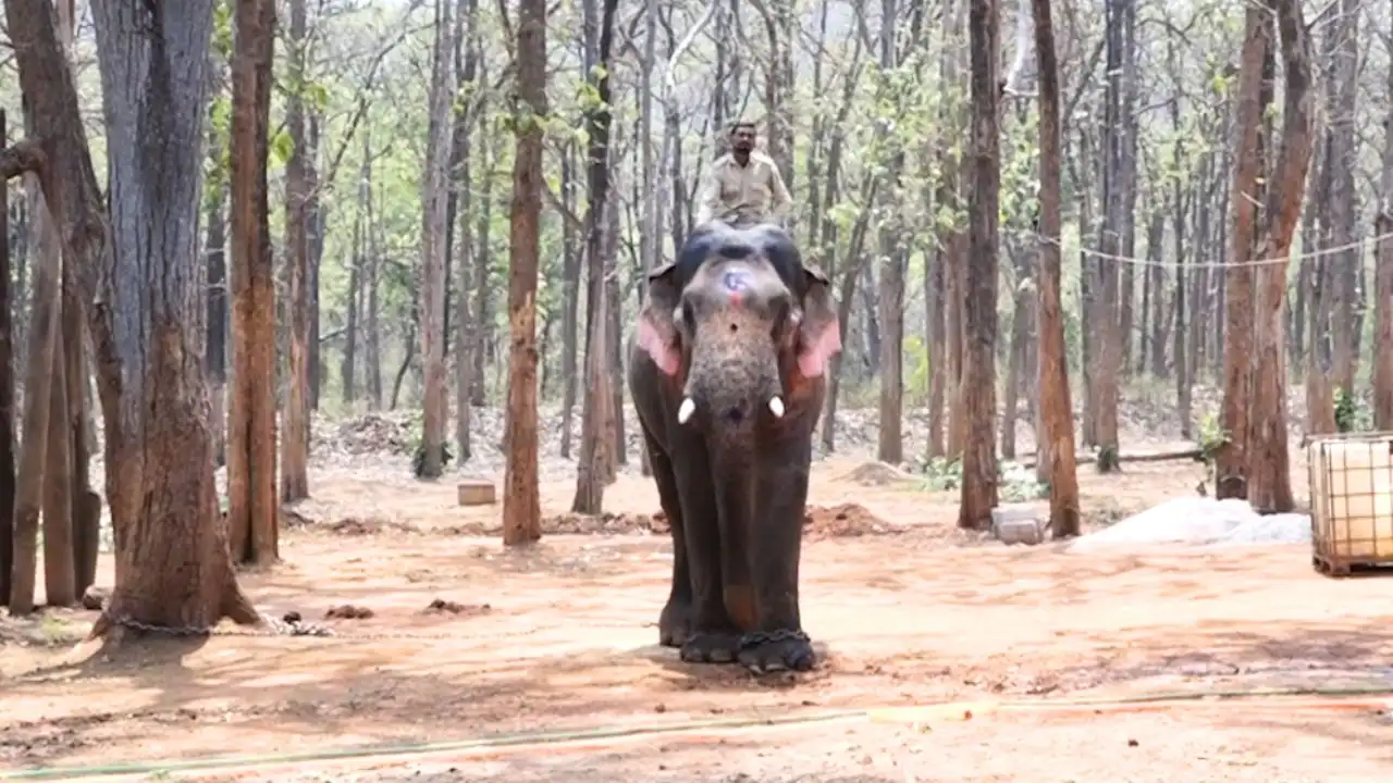 Elephant Camp ವಿಕ್ರಾಂತ್​​ ಆನೆಯ ಪ್ರಸ್ತುತ ಪೋಟೋ