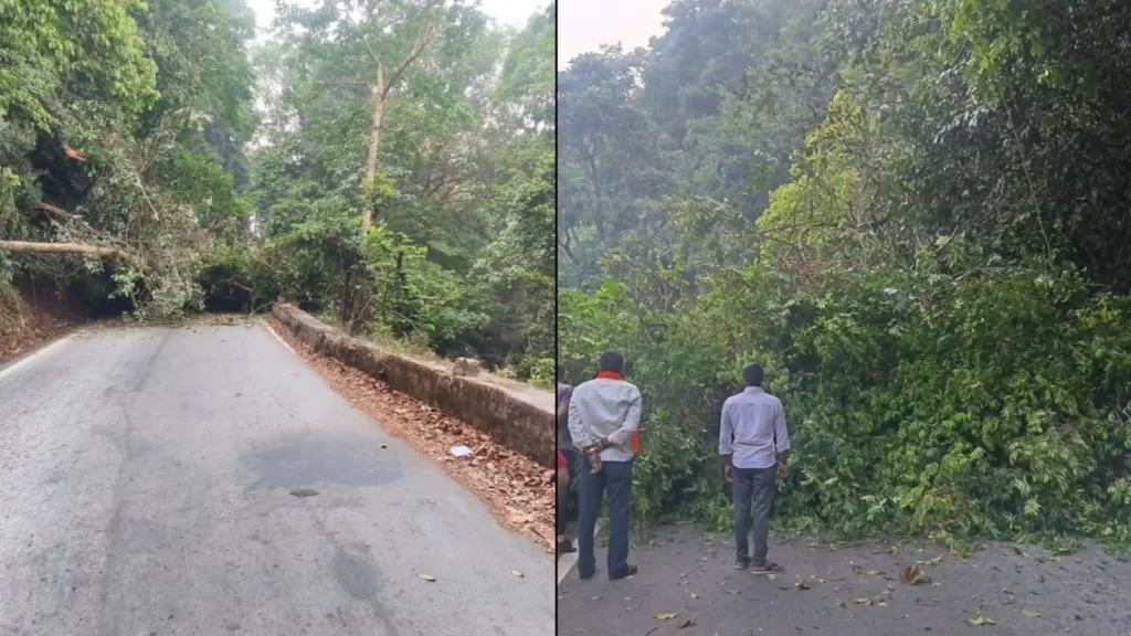 Huge Tree Falls on Agumbe Ghat Traffic Jam on Thirthahalli-Udupi Road vehicular movement completely halted for 30 minutes on the Thirthahalli-Udupi road at the 4th curve of the Agumbe Ghat in Shivamogga district