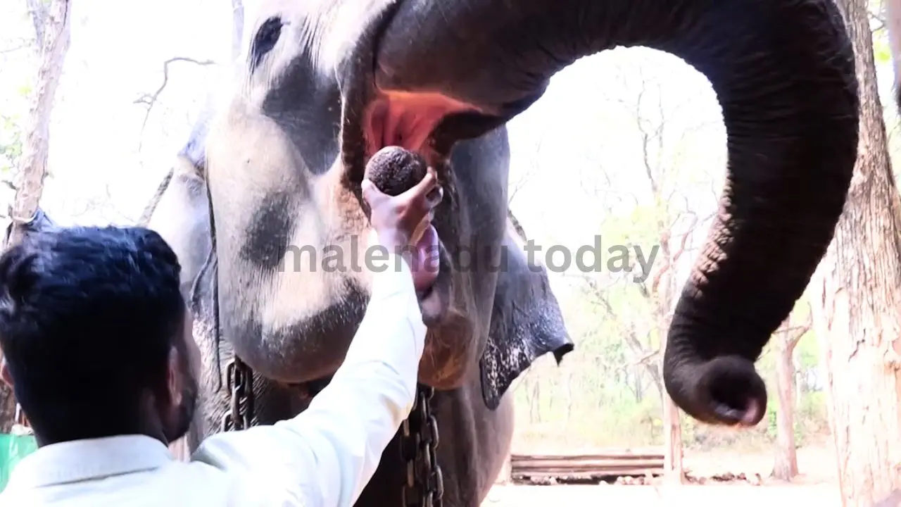 ಬಿಡಾರದ ಆನೆಗಳಿಗೂ ತಟ್ಟಿದ ಇರಾನ್​ ಯುದ್ದ, ಏನಿದು ಸುದ್ದಿ 