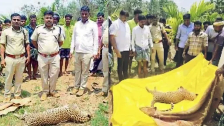 Shikaripura Leopard That Attacked People Found Dead in Adaganti ACF Gopyanaik suspect hunger and illness and post-mortem conducted