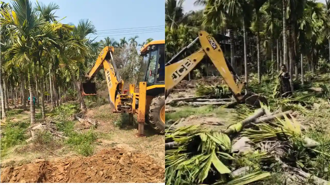 ಶಿವಮೊಗ್ಗ: ಒತ್ತುವರಿ ತೆರವು ನೆಪದಲ್ಲಿ ಫಸಲು ನೀಡುತ್ತಿದ್ದ 300 ಅಡಿಕೆ ಮರಗಳ ನಾಶ; ಮಾಲೀಕನ ಆಕ್ರೋಶ