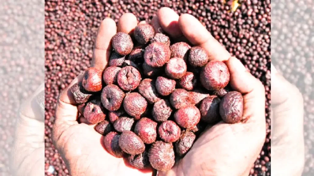 major Malenadu markets Areca Nut is Not Harmful University Report