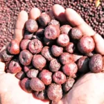 major Malenadu markets Areca Nut is Not Harmful University Report