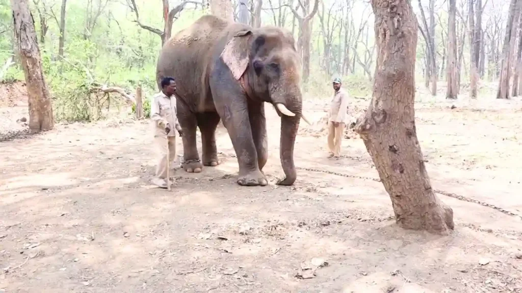 ಅಡ್ಕ ಬಡ್ಕ ಆನೆಯ ಪ್ರಸ್ತುತ ಪೋಟೋ