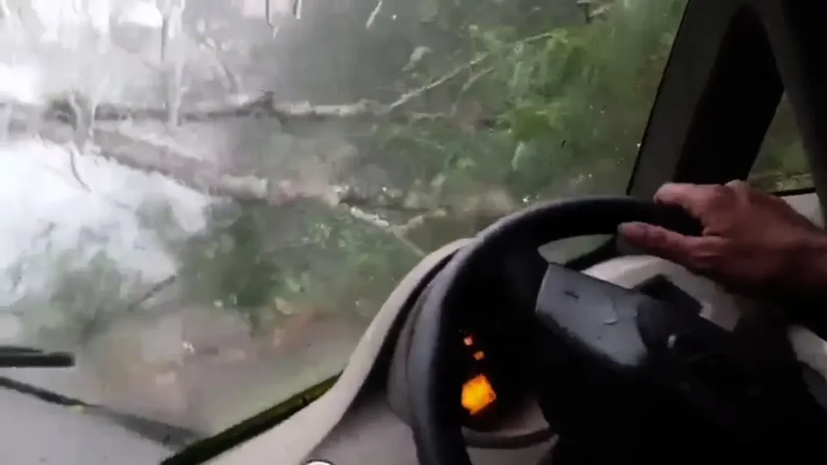 Chikkamagaluru 4 Survive as Tree Falls on Car