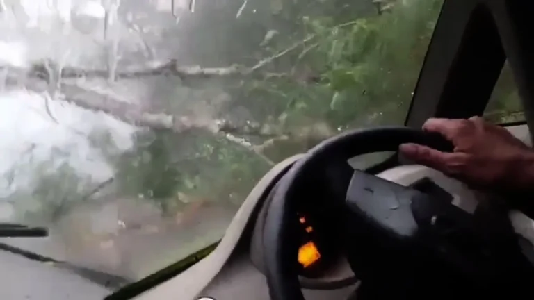 Chikkamagaluru 4 Survive as Tree Falls on Car