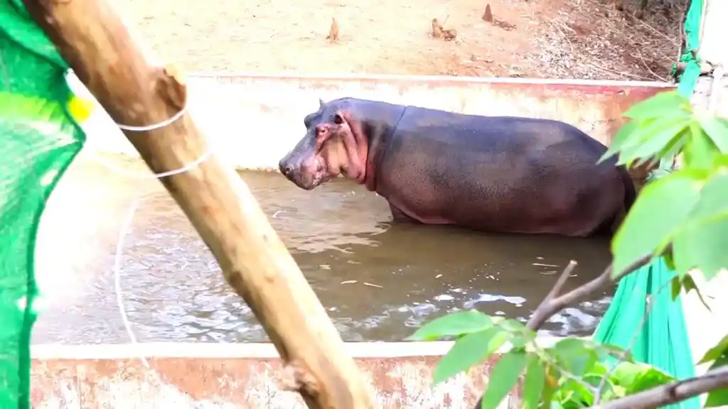 25 ದಿನದಲ್ಲಿ 3ನೇ ಅವಗಢ! ಡಾ.ಸಮೀಕ್ಷಾ ರೆಡ್ಡಿ ಸಾವಿಗೆ ಕಾರಣವಾಗಿದ್ದ ಹಂಸಿಣಿ ನೀರಾನೆ ಸಾವು