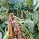 Heavy Rain and Wind Destroy Banana Plantation in Soraba 