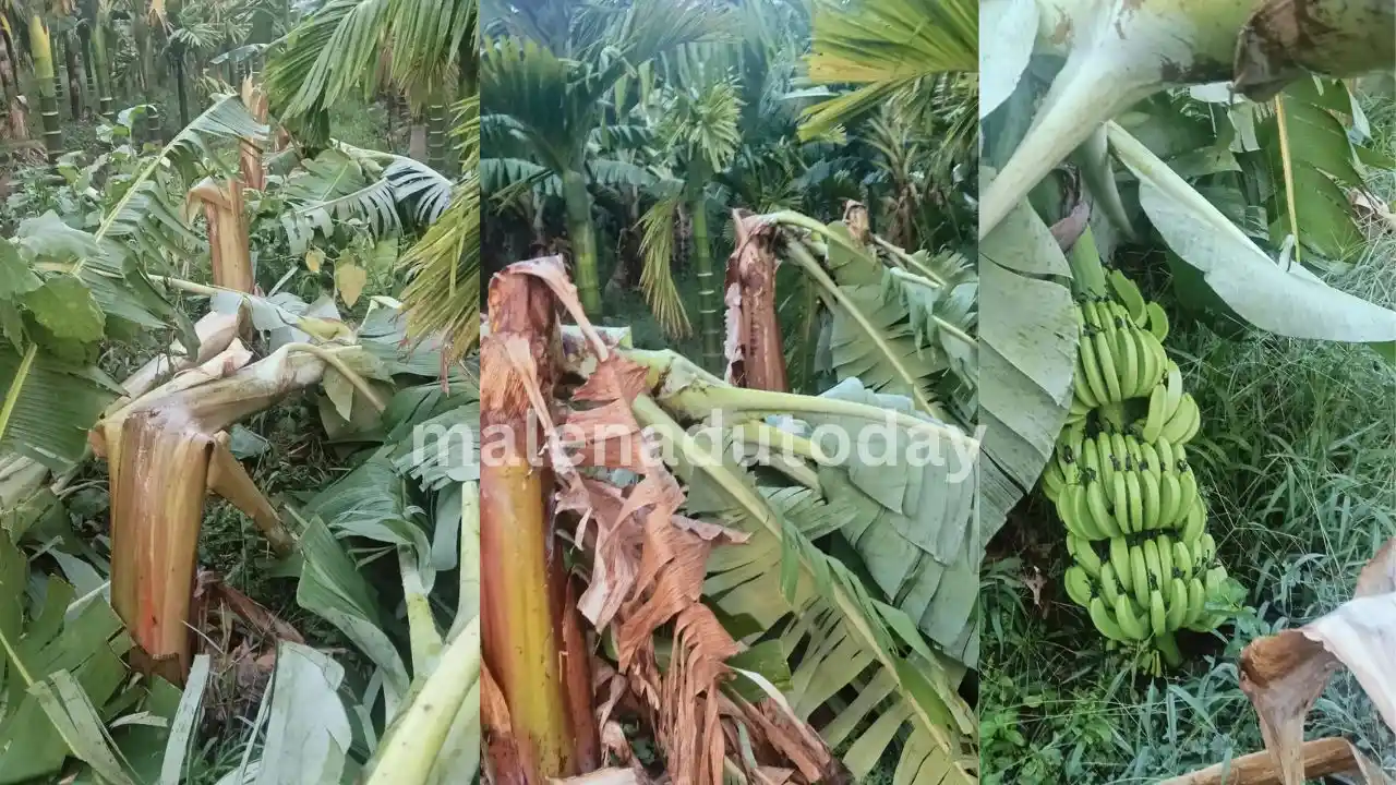 ಸೊರಬ: ಅಕಾಲಿಕ ಗಾಳಿ ಮಳೆಗೆ ಬಾಳೆ ತೋಟ ನೆಲಸಮ, ಲಕ್ಷಾಂತರ ರೂಪಾಯಿ ನಷ್ಟ
