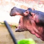 ಡಾ ಸಮೀಕ್ಷಾ ರೆಡ್ಡಿ Hippo Health Critical at Tyavarekoppa Safari