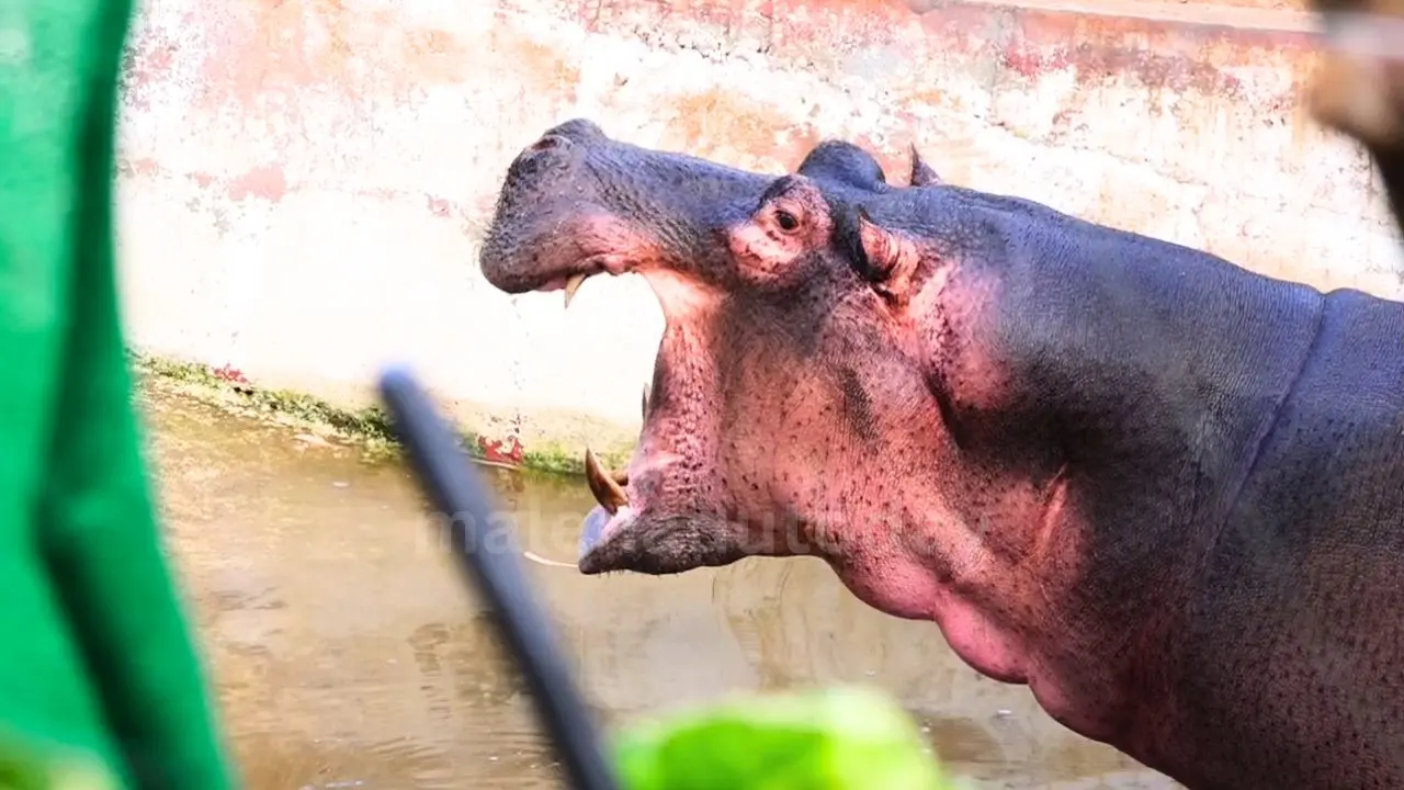 ಶಿವಮೊಗ್ಗ: ಸಫಾರಿಯಲ್ಲಿ ಗರ್ಭಿಣಿ ನೀರಾನೆ ಹಂಸಿಣಿ ಆರೋಗ್ಯದ ಬಗ್ಗೆ ಅಮರಾಕ್ಷರ್​ ಏನಂದ್ರು 