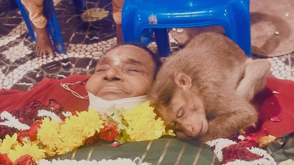 Monkey mourns death of elderly woman