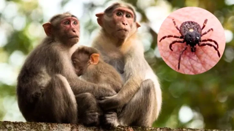 Shivamogga KFD Alert Health Guidelines Issued