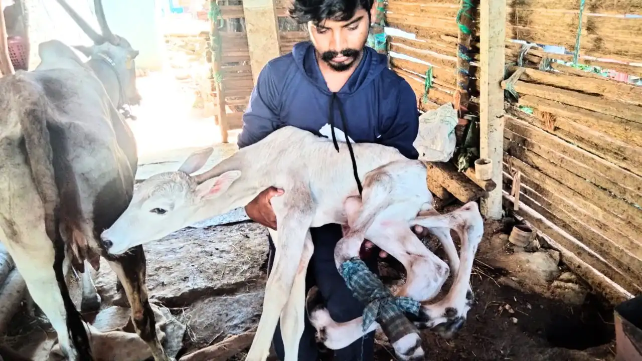 ಶಿವಮೊಗ್ಗದ ಸೂಗೂರಿನಲ್ಲಿ ಆರು ಕಾಲುಗಳ ಕರುವಿನ ಜನನ!