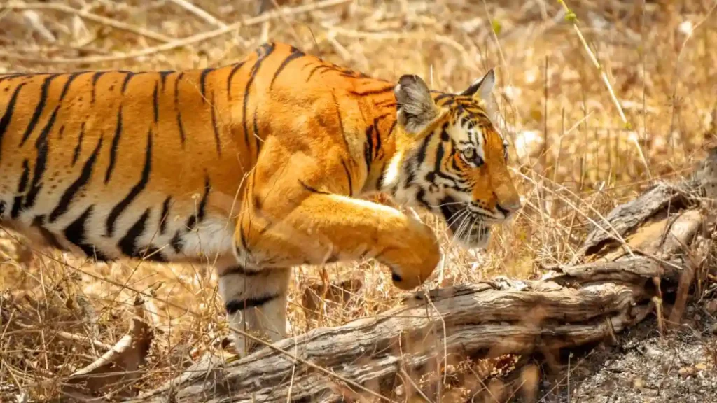 Tiger Census