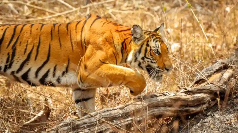 Tiger Census