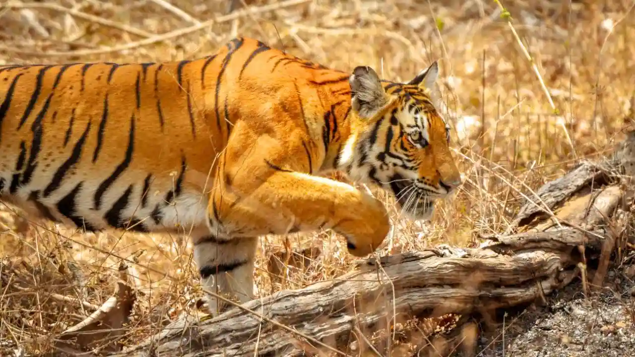 ಪುರದಾಳು :  ಹುಲಿ ಗಣತಿಗಾಗಿ ಅಳವಡಿಸಿದ್ದ ಕ್ಯಾಮರಾವನ್ನೇ ಕದ್ದ ಕಳ್ಳರು