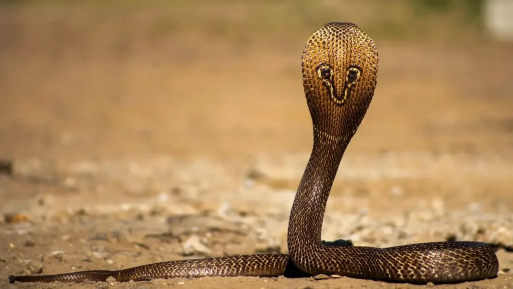 Sagara 2-Year-Old Boy Dies After Cobra Bite
