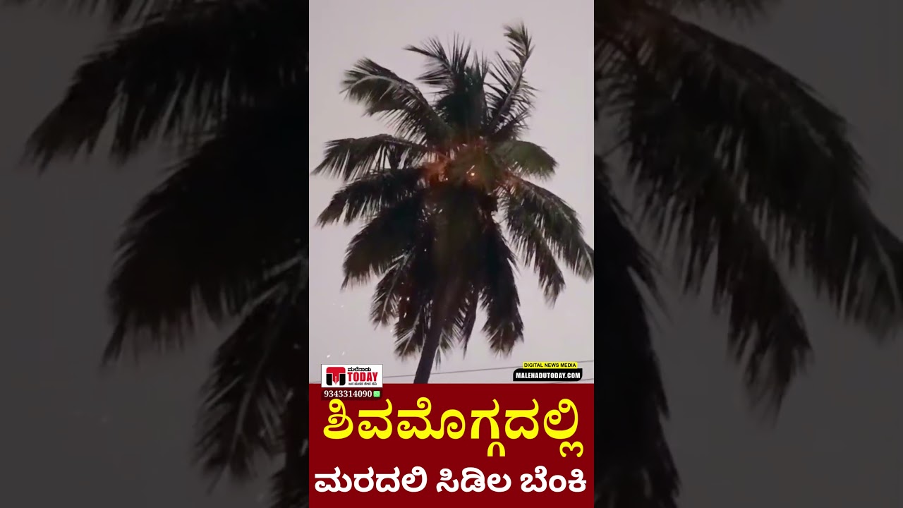 ಶಿವಮೊಗ್ಗ ಭಾರಿ ಮಳೆ : ಸಿಡಿಲಿಗೆ ಹೊತ್ತಿ ಉರಿದ ತೆಂಗಿನ ಮರ | Shivamogga Rain Disaster