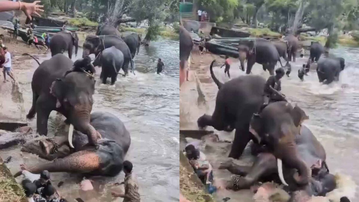 Fading Bond Between Elephant and Mahout