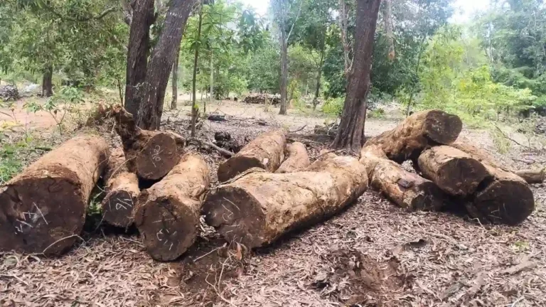 Forest Raid llegal Rosewood Trees Seized