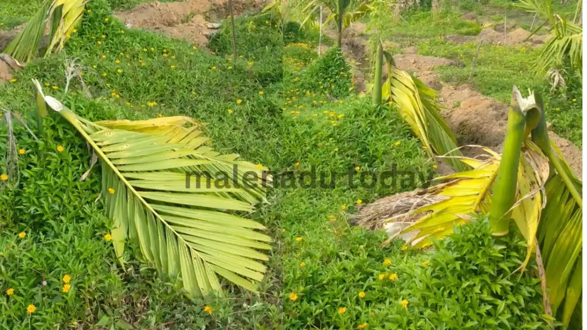 Hosanagara 60 Areca Nut Trees Destroyed