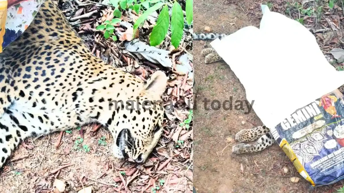 Leopard Dies After Colliding with Bike Near Mandagadde