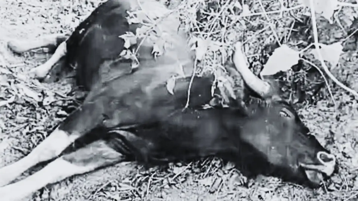 Wild Buffalo Dies After Falling While Jumping Wire Fence, Thirthahalli News