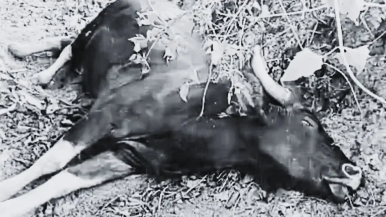 Wild Buffalo Dies After Falling While Jumping Wire Fence, Thirthahalli News