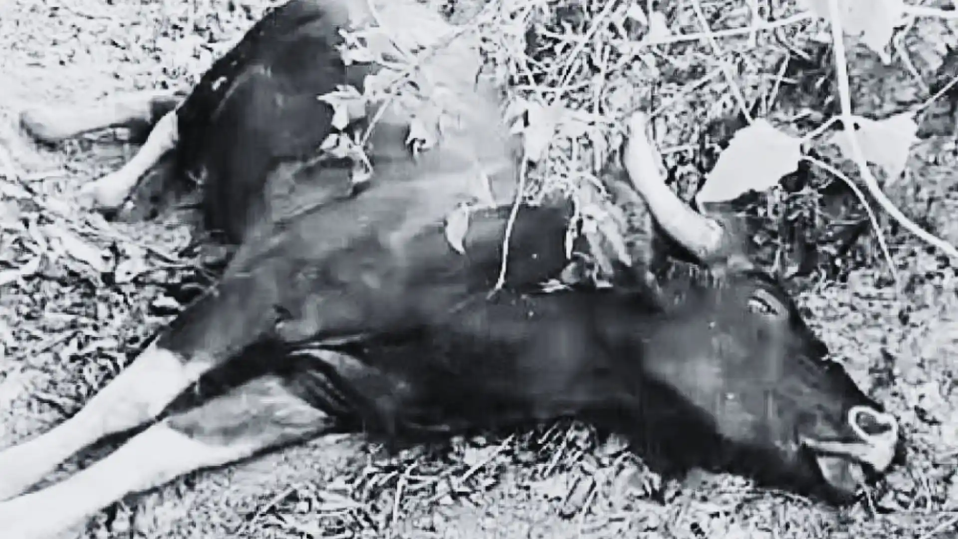 Wild Buffalo Dies After Falling While Jumping Wire Fence, Thirthahalli News
