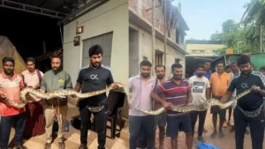 Python Rescued in Holehonnur