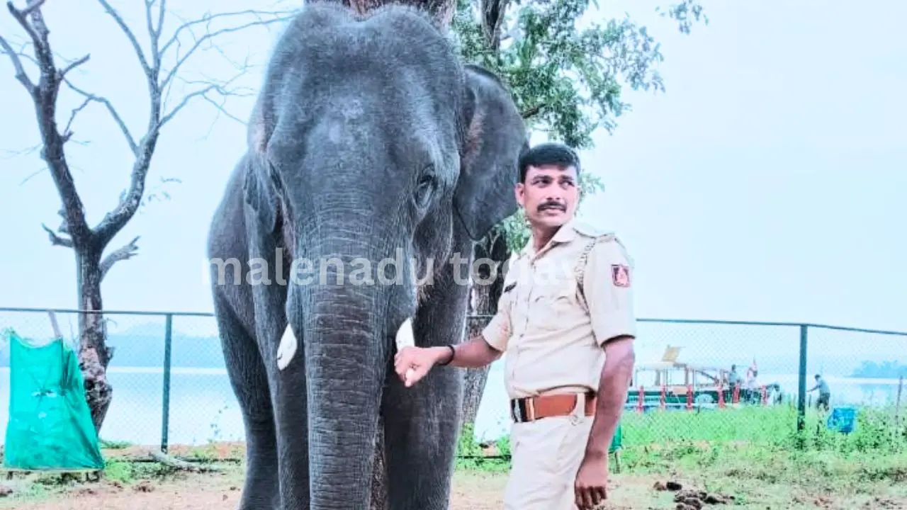 ಸಕ್ರೆಬೈಲಿನ ಭೀಷ್ಮ ಆನೆಯ ಮಾವುತ ಸಿದ್ದಿಕ್ ಪಾಷಾ ಅನಾರೋಗ್ಯದಿಂದ ಸಾವು 1 Sakrebailu Elephant Camp Mahout Passes Away