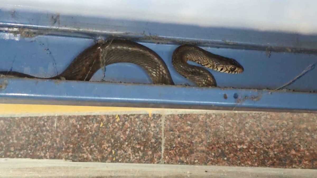 Snake Enters Bekkinakalmata Office Shivamogga Rescued by Snake Kiran