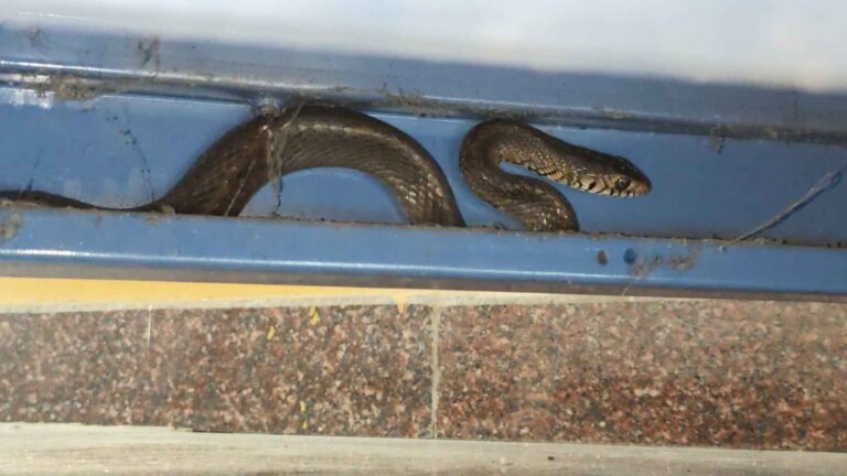 Snake Enters Bekkinakalmata Office Shivamogga Rescued by Snake Kiran