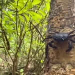 Agumbe Kani Tree Crab