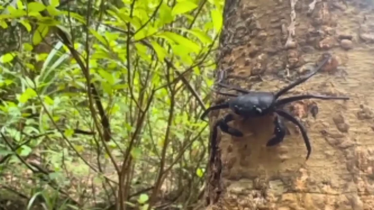 Agumbe Kani Tree Crab