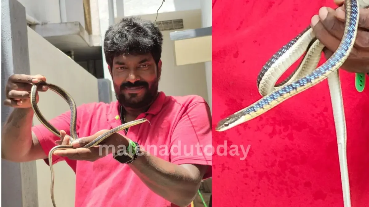 ಶಿವಮೊಗ್ಗ: ಮನೆಯ ಪ್ಯಾಸೇಜ್ನಲ್ಲಿ ಕಾಣಿಸಿಕೊಂಡ ಅಪರೂಪದ ಮರದ ಹಾವು ರಕ್ಷಣೆ 1 Bronzeback Tree Snake