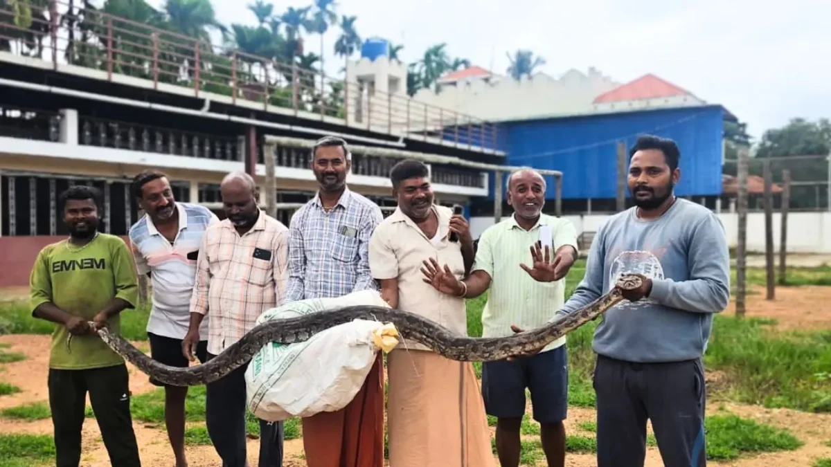 ಹುಲ್ಲಿನ ಬಣವೆಯಲ್ಲಿದ್ದ 10 ಅಡಿ ಉದ್ದದ, 15 ಕೆಜಿ ತೂಕದ ಬೃಹತ್ ಹೆಬ್ಬಾವು ರಕ್ಷಣೆ! 1 Python Rescued in Bhadravathi