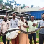 Python Rescued in Bhadravathi