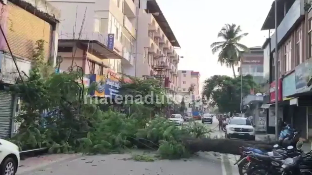 Tree Collapse Near Gopi Circle Shimoga