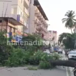 Tree Collapse Near Gopi Circle Shimoga